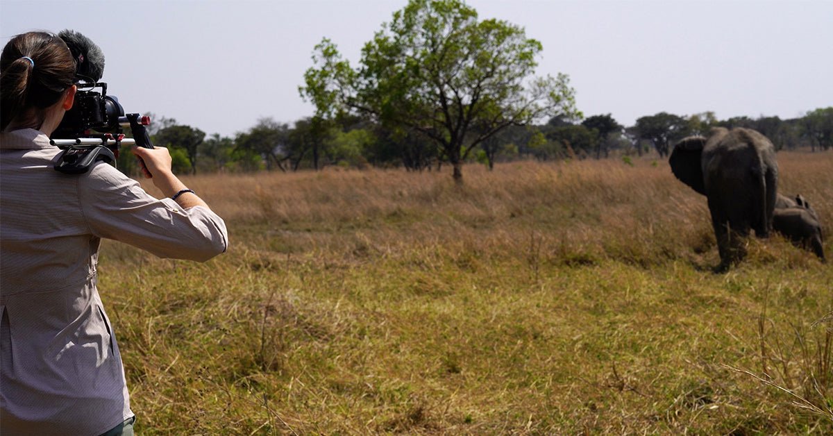 The global fight to protect elephants - SHAPE wlb